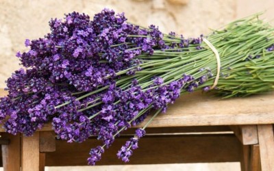 Quentova Lavender Organic Seeds -Heirloom, Open Pollinated, Non GMO-PALLAV-11U Seed(100 per packet)