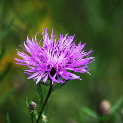 Aywal Sweet Sultan Flower Mixed Seed(20 per packet)