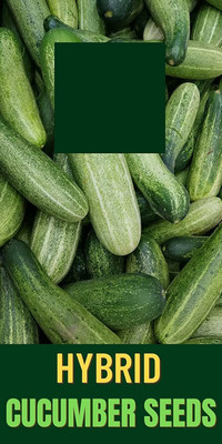 VibeX ® RXI-851 CUCUMBER/KHEERA SEEDS Seed(200 per packet)