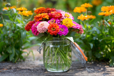 GREENSEA Colorful Zinnia Seed(30 per packet)