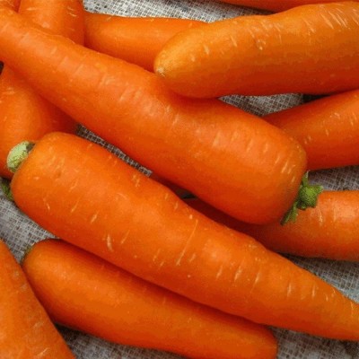 CYBEXIS Heirloom Vegetable Strong Adaptability Carrot Seeds 4000 Seeds Seed(4000 per packet)