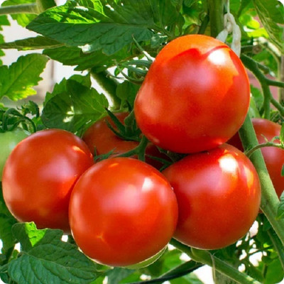 VEDHAHI Tomato Seed(100 per packet)