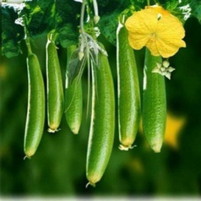 Quentova sponge Gourd-LXI-6B Seed(75 per packet)