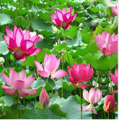 Qualtivate RES-3A Mini Lotus Flowers Seeds Seed(25 per packet)