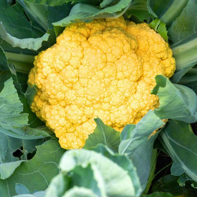 the green dotcom hybrid cauliflower seeds Seed(19 per packet)