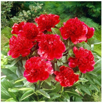 Lorvox Balsam Rose (Gulab) Flower - Hybrid Seed(100 per packet)