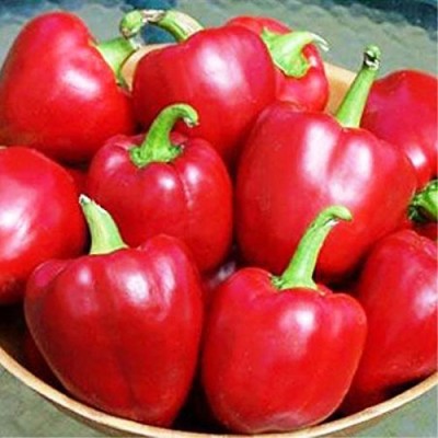 Qualtivate HYB-3A Red Capsicum Vegetable Seeds Seed(100 per packet)