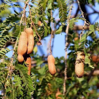 CYBEXIS Premium Vegetable Seeds, Tamarind Seeds Sweet Prolific Excellent400 Seeds Seed(400 per packet)