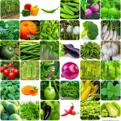 abiswas 40 variety summer Season vegetable seeds combo Seed(1300 per packet)
