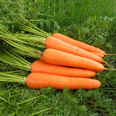 CYBEXIS Garden Décor Carrot Seeds 2000 Seeds Seed(2000 per packet)