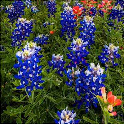 VibeX ® VLR-325 Bluebonnet - Sage Blue Flower Seed(200 per packet)