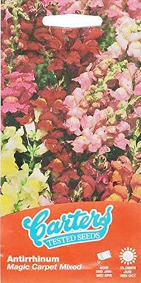 CRGO ANTIRRHINUM Seed(50 per packet)