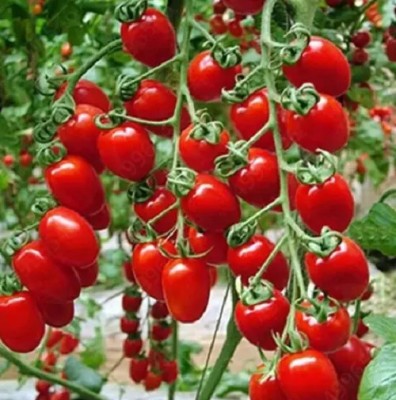 DHENU PRASAD 811 F1 Hybrid Oval Long Tomato Seed(811 per packet)