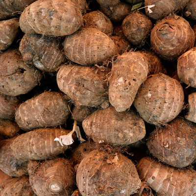 Aywal Taro Root,Kachu Seed(18 per packet)