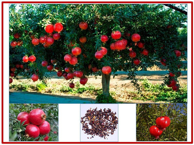 CYBEXIS TLX-75 - Rare Pomegranate Anar Red Bhagwa - (90 Seeds) Seed(90 per packet)