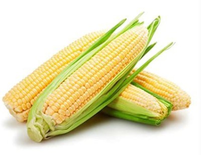 VibeX ® VLR-891 F1 Yellow Corn (Bhutta) Seed Seed(500 per packet)