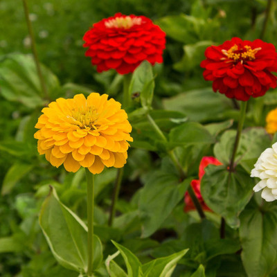 GREENSEA Multi colour Zinnia Flower Seed(41 per packet)