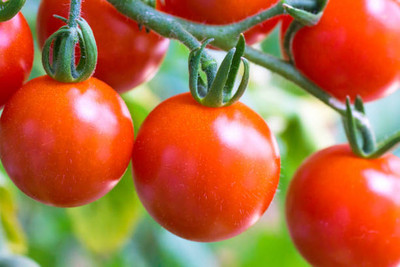 greenhut tomato Seed(120 per packet)