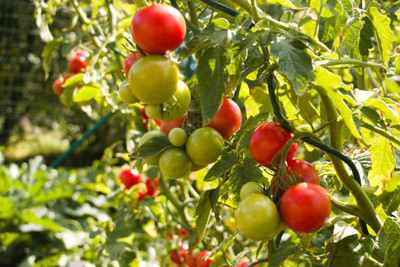 Rudra tomato Seed(30 per packet)