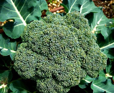 CYBEXIS F1 Hybrid Seeds of Green Broccoli Limba Calabrese Summer2000 Seeds Seed(2000 per packet)