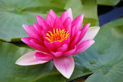 Sunway lotus,kamal gatta Seed(11 per packet)