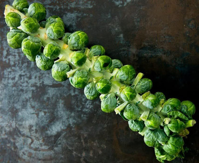 WILLVINE GOI -XI Long Island Improved Brussels Sprouts [50g] Seed(15000 per packet)