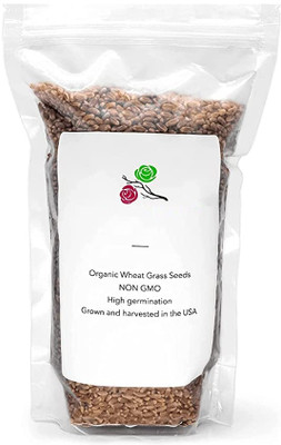 Qualtivate GUA-148 Cat Wheatgrass Seeds Seed(2000 per packet)