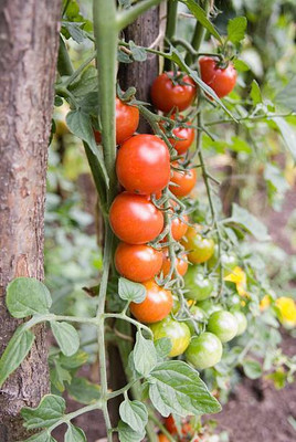 Sakshi Farms tomato Seed(75 per packet)