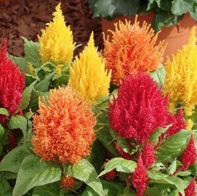 Quentova Celosia plumosa Mixed Color Seed(50 per packet)
