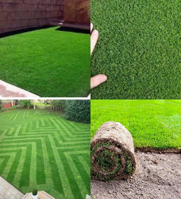 ibains Bermuda grass seeds biij 3600 Seed(3600 per packet)