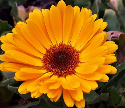 CRGO CALENDULA Seed(20 per packet)