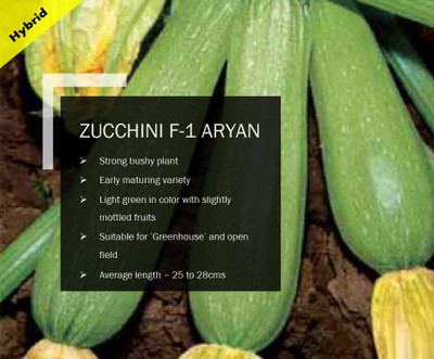 VibeX ZUCCHINI F-1 ARYAN SEEDS(50 Seeds) Seed(50 per packet)