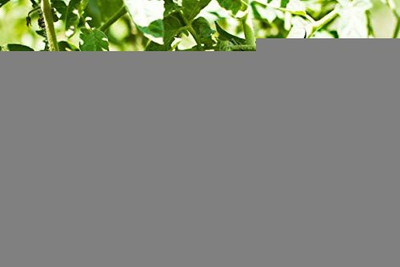 KANAYA Italian Red Cherry Tomato Vegetable Seed(100 per packet)