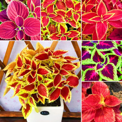 Qualtivate VVI-28 Coleus - Improved Rainbow Mixed - Ornamental Plant Seeds Seed(100 per packet)