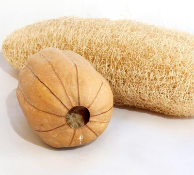 Biosnyg Heirloom Sponge Gourd Jaipur Long Vegetable Seeds for Garden (100 Seeds) Seed(100 per packet)