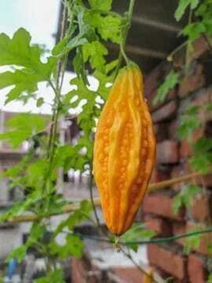 WILLWE F1 BEST QUALITY BITTER GOURD SEEDS Seed(32 per packet)