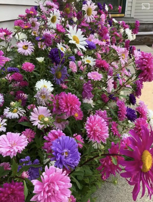 Mozette Exotic aster Seed(16 per packet)