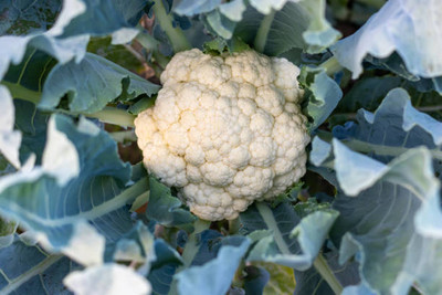 VYDER white cauliflower,gobhee seeds Seed(14 per packet)