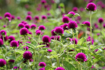XOLDA Exotic gomphrena Seed(27 per packet)