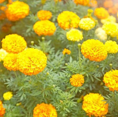 Liance marigold,gende ka phool seeds Seed(21 per packet)