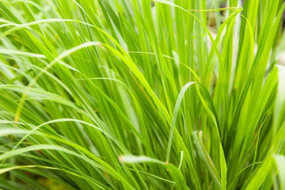 XYGEN लेमन ग्रास/Lemon grass (Cymbopogon citratus) Seed(100 per packet)