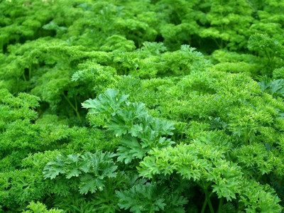 SOWCAN Parsley Curly (Petroselinum crispum) Seed(200 per packet)
