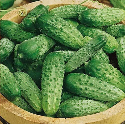 Qualtivate LX-361 Cucumber Indoors F1 Vine Self-pollinated Seed(200 per packet)