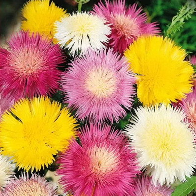 EVEMP SWEET SULTAN IMPERIAL MIX Seed(80 per packet)