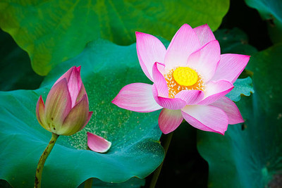 MAA lotus,kamal gatta Seed(10 per packet)
