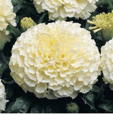 VibeX ® VMR-675 Marigold White Vanilla F2 Flower Seed(500 per packet)