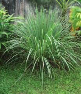Aywal Lemon Grass/Lemongrass Seed(110 per packet)