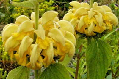 Qualtivate PUA-8A JERUSALUEM SAGE Seeds Seed(100 per packet)