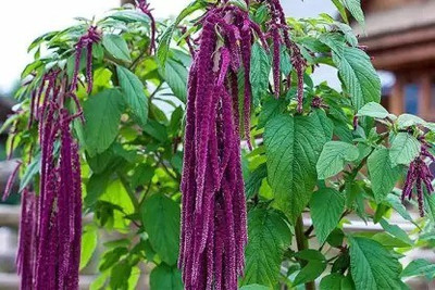 MAA Amaranthus Seed(140 per packet)