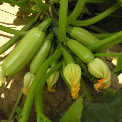 CYBEXIS Heirloom Zucchini Pepo Seeds400 Seeds Seed(400 per packet)